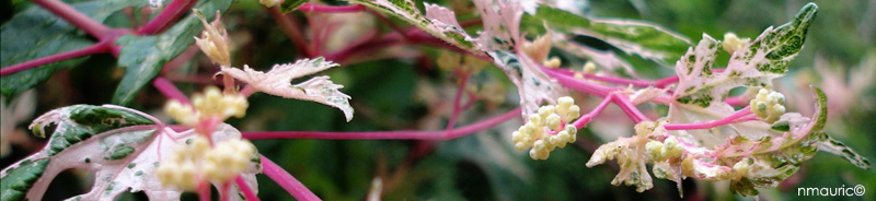 ampelopsis brevipedunculata floraison dbut juin