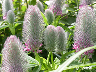 Trifolium rubens