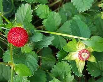 Duchesnea indica