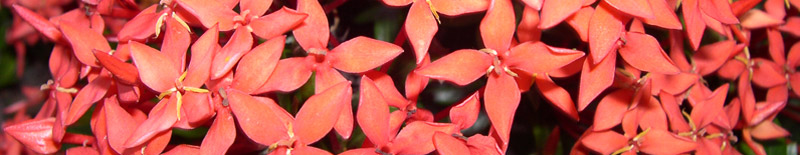  Fleurs d'Ixora coccinea au jardin botanique de Durban