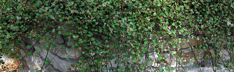 Muehlenbeckia complexa mi-aôut retombant d'un muret
