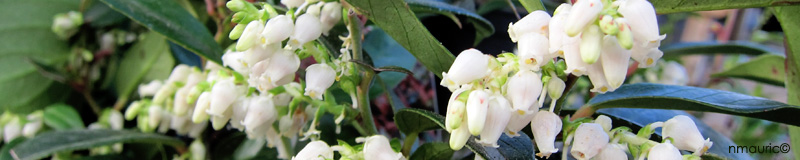 leucothea 'Scarlett'