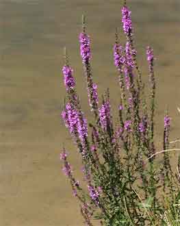 Lythrum salicaria