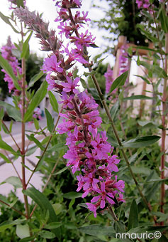 Lythrum salicaria 'Roseum'