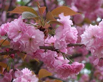 Japon Prunus Yaezakura