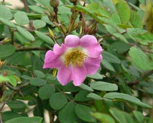  floraison fin mai 