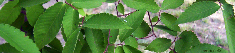 Zelkova carpinifolia