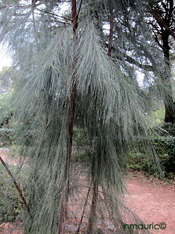 Casuarina cunninghamiana