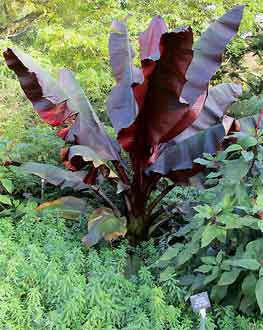 Ensete ventricosum 'Maurelii'