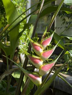 Heliconia wagneriana en mai