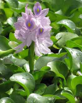 Eichhornia crassipes en novembre Pali o Waipio, Maui, Hawaii