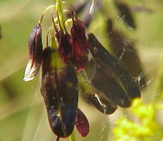 Isatis tinctoria
