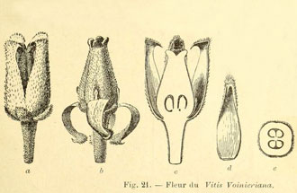 fleur de Vitis voinierana