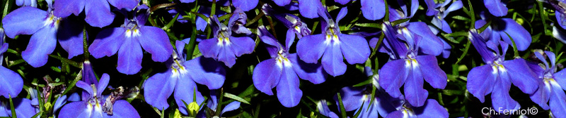 Lobelia 'Anabel'