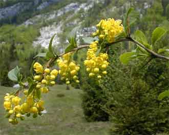 Berberis vulgaris