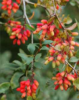 Berberis vulgaris