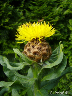 Carthamus tinctorius