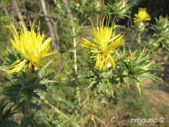 Carthamus lanatus