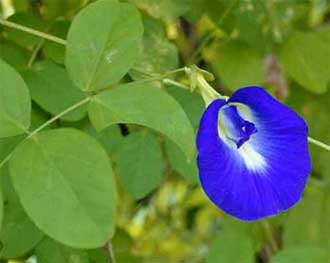 Clitoria ternatea