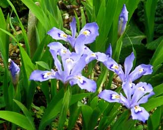 Iris cristata
