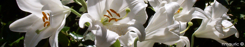 Lilium candidum dbut mai