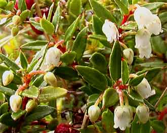 Pernettya mucronata 