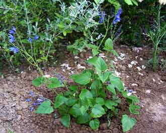 Salvia cacaliifolia