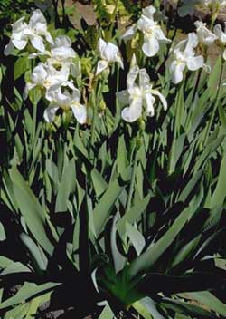 Iris florentin