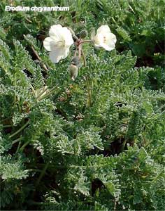 Erodium chrysanthum