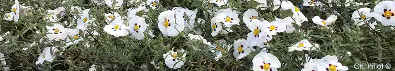cistus ladaniferus