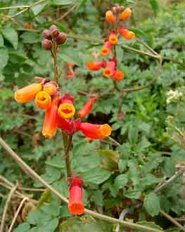 Eccremocarpus scaber