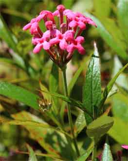 rondeletia leucophylla