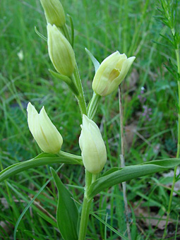 Cephalanthera damasonium