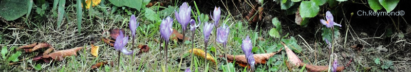Colchicum autumnale