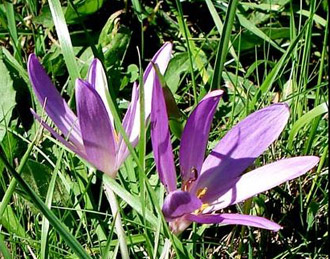 colchicum autumnale