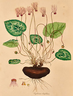 Cyclamen latifolium