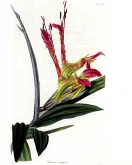 Babiana ringens
