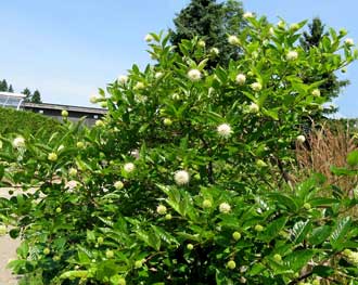 Bois  bouton des jardiniers en juillet