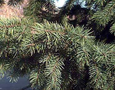 Pseudotsuga menziessii