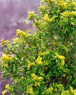 Xanthoxylum fagara