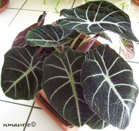 Alocasia reginula 'black velvet'