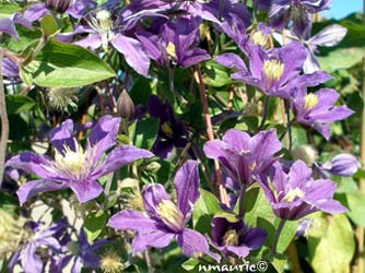 Clématite 'Arabella'