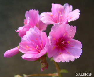Lewisia rediviva