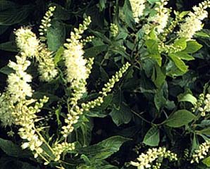 Clethra alnifolia