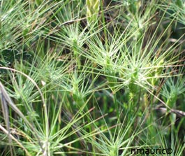 Aegilops ovata