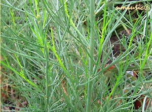  Alyogyne hakeifolia