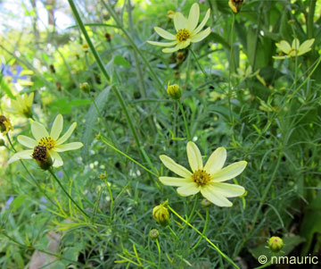 Coreopsis verticillata