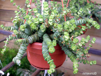 Crassula rupestris 'Hottentot'