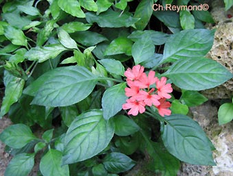 Crossandra infundibuliformis
