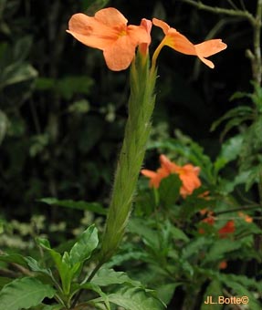 Crossandra undulifolia